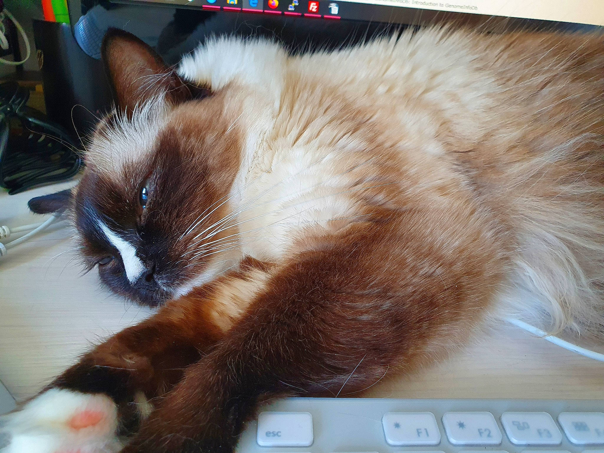 Nova participe au concours pour gagner de l'argent avec cette photo : asian, carnivore, cat, claw, electronic_device, eye, felidae, fur, iris, kitten, mammal, ojos_azules, paw, photo_caption, small_to_medium_sized_cats, snowshoe, somali, tail, technology, whiskers