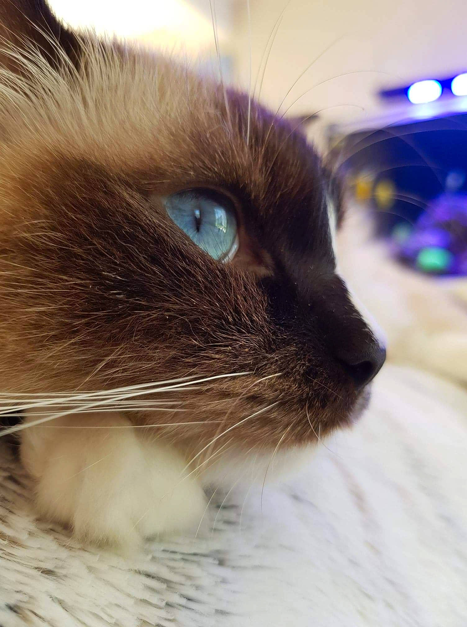 Nova a rejoint le concours — aidez-le/la à gagner de superbes lots ! balinese, birman, burmese, carnivore, cat, close_up, eye, felidae, fur, himalayan, iris, nose, ojos_azules, ragdoll, siamese, small_to_medium_sized_cats, snout, thai, tonkinese, whiskers
