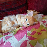 Rocket participe au concours pour gagner de l'argent avec cette photo : abyssinian, animal, applique, bed, blanket, cat, couch, cushion, furniture, homedecor, kitten, linen, manx, pattern, person, pet, quilt, siamese, sleeping