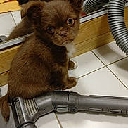 Neo a rejoint le concours — aidez-le/la à gagner de superbes lots ! dog, puppy, brown_fur, tile_floor, vacuum, vacuum_hose, reflection, mirror, indoor, pet, curious, big_eyes, small_size, household, appliance, sitting, paw, white_marking, closeup, floor_tile