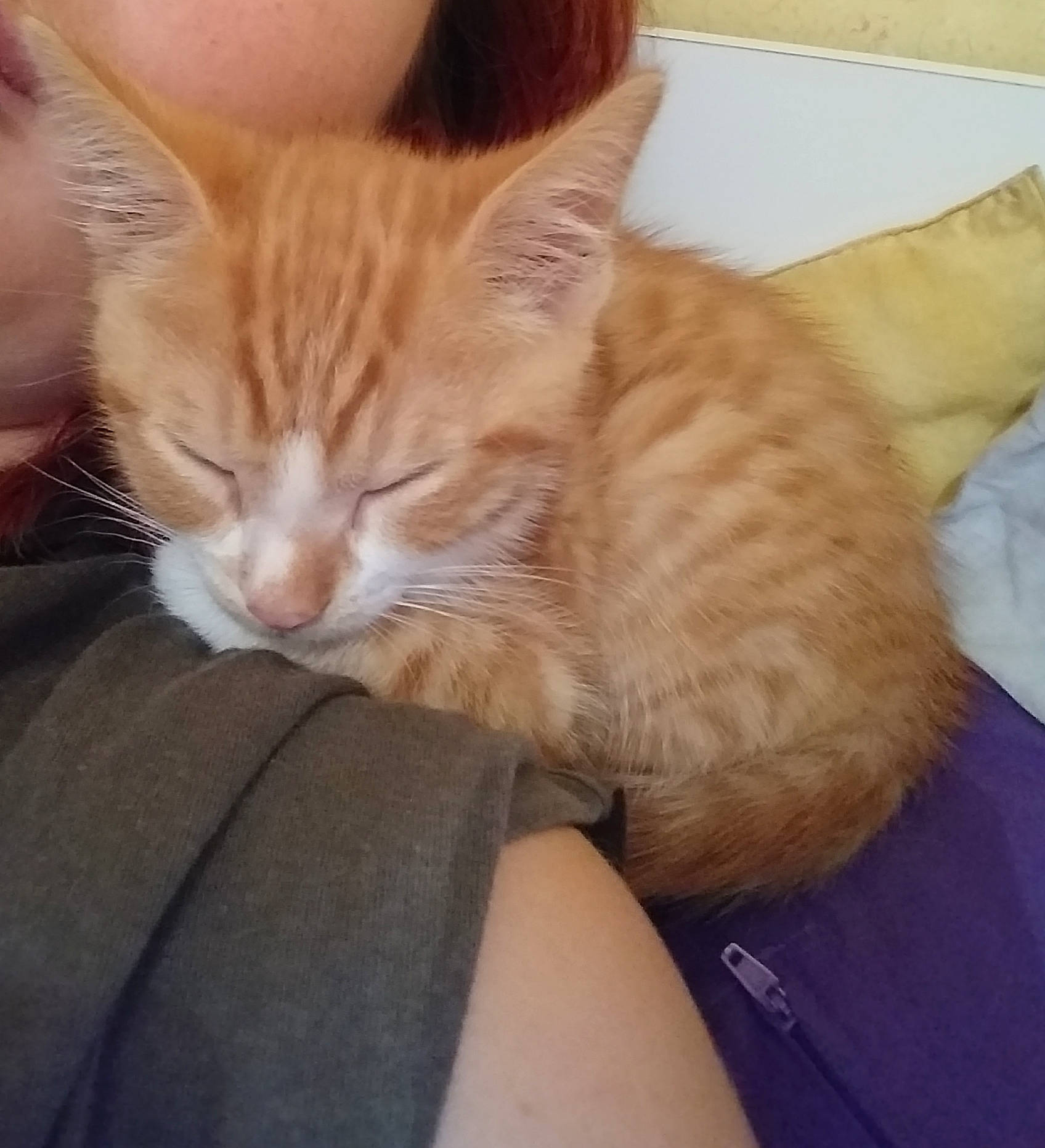 Pim'S a rejoint le concours — aidez-le/la à gagner de superbes lots ! arabian_mau, asian, carnivore, cat, domestic_short_haired_cat, ear, european_shorthair, fawn, felidae, fur, german_rex, kitten, leg, nap, small_to_medium_sized_cats, tabby_cat, whiskers