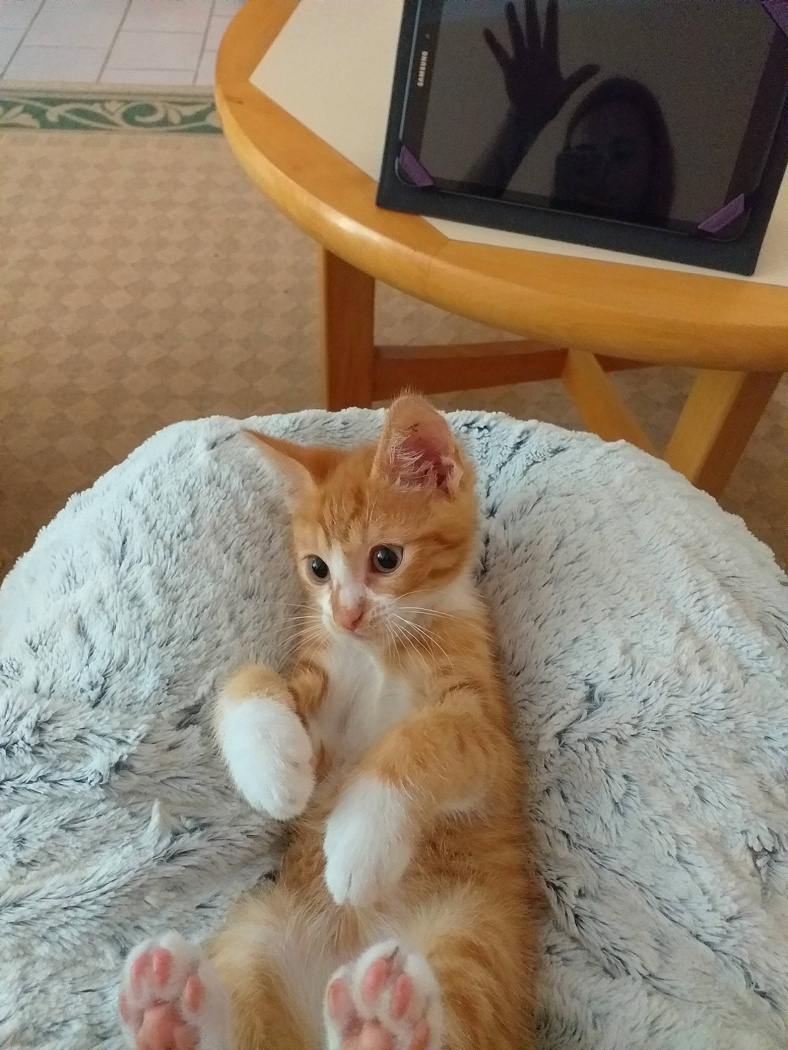 Pim'S participe au concours pour gagner de l'argent avec cette photo : aegean_cat, arabian_mau, asian, carnivore, cat, cymric, domestic_short_haired_cat, european_shorthair, eye, fawn, felidae, kitten, mammal, munchkin, polydactyl_cat, scottish_fold, skin, small_to_medium_sized_cats, tabby_cat, whiskers