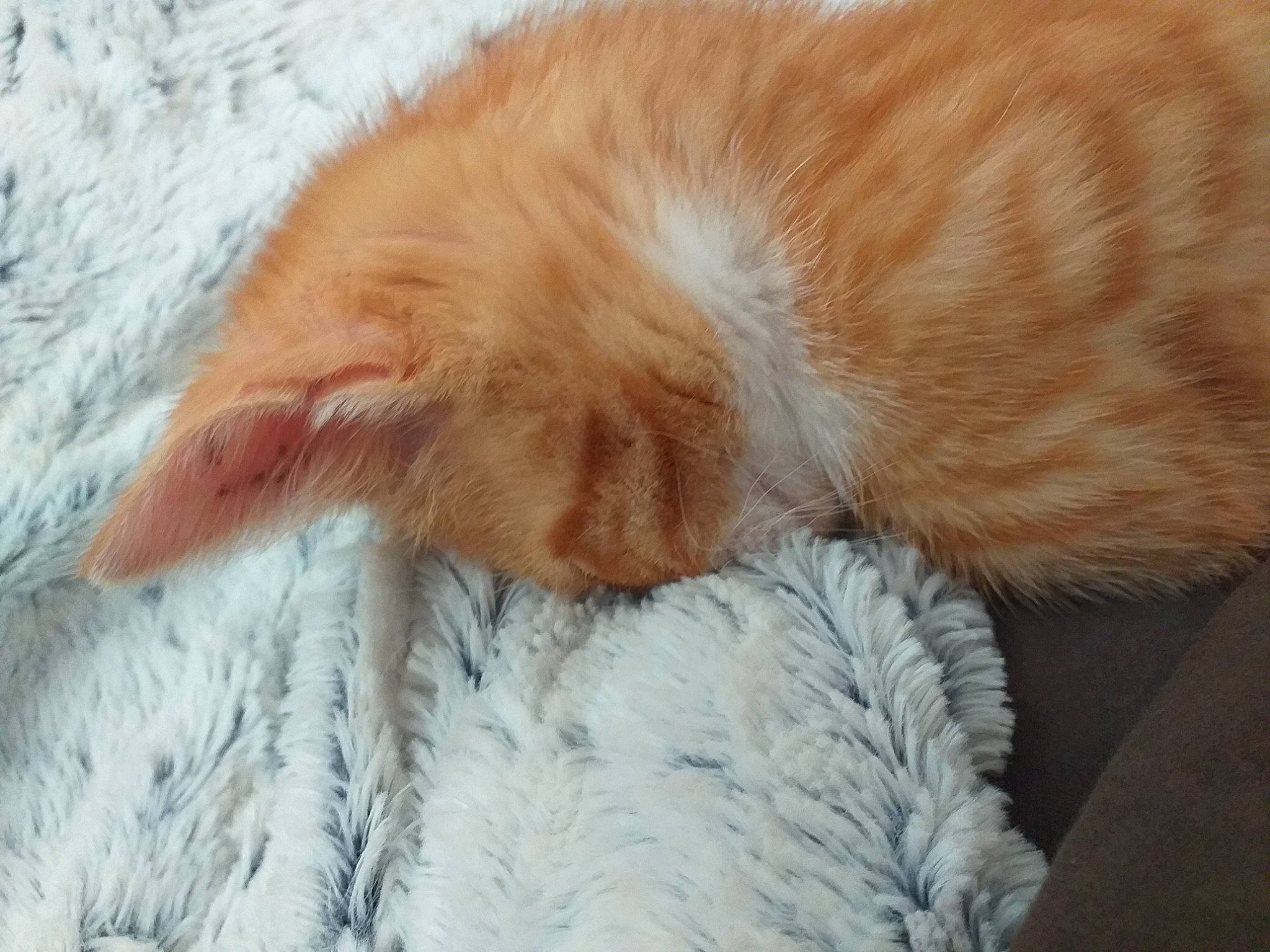 Pim'S a rejoint le concours — aidez-le/la à gagner de superbes lots ! canidae, carnivore, cat, claw, close_up, dog, dog_breed, ear, fawn, felidae, fur, nose, paw, puppy, skin, sleep, snout, sporting_group, tail, whiskers