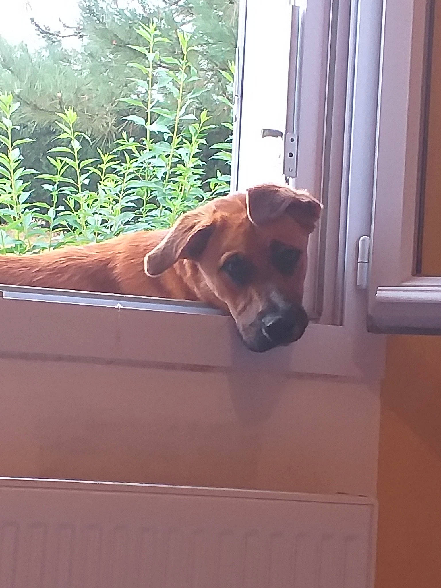 Orly participe au concours pour gagner de l'argent avec cette photo : canidae, carnivore, dog, dog_breed, fawn, rhodesian_ridgeback, sporting_group, window