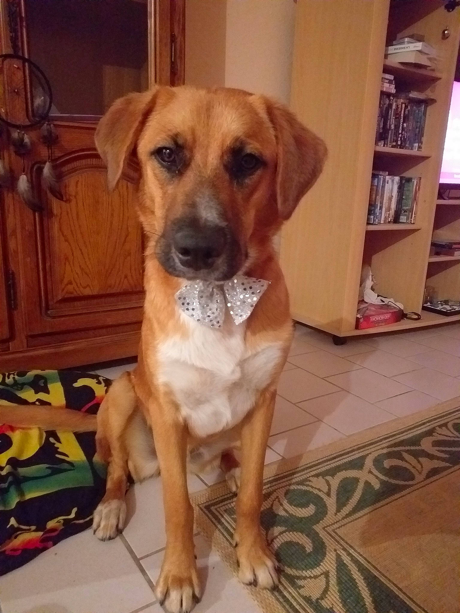 Orly participe au concours pour gagner de l'argent avec cette photo : austrian_pinscher, beagador, black_mouth_cur, broholmer, canidae, carnivore, companion_dog, dog, dog_breed, fawn, hound, mammal, mountain_cur, potcake_dog, rare_breed_dog, rhodesian_ridgeback, sporting_group, vertebrate