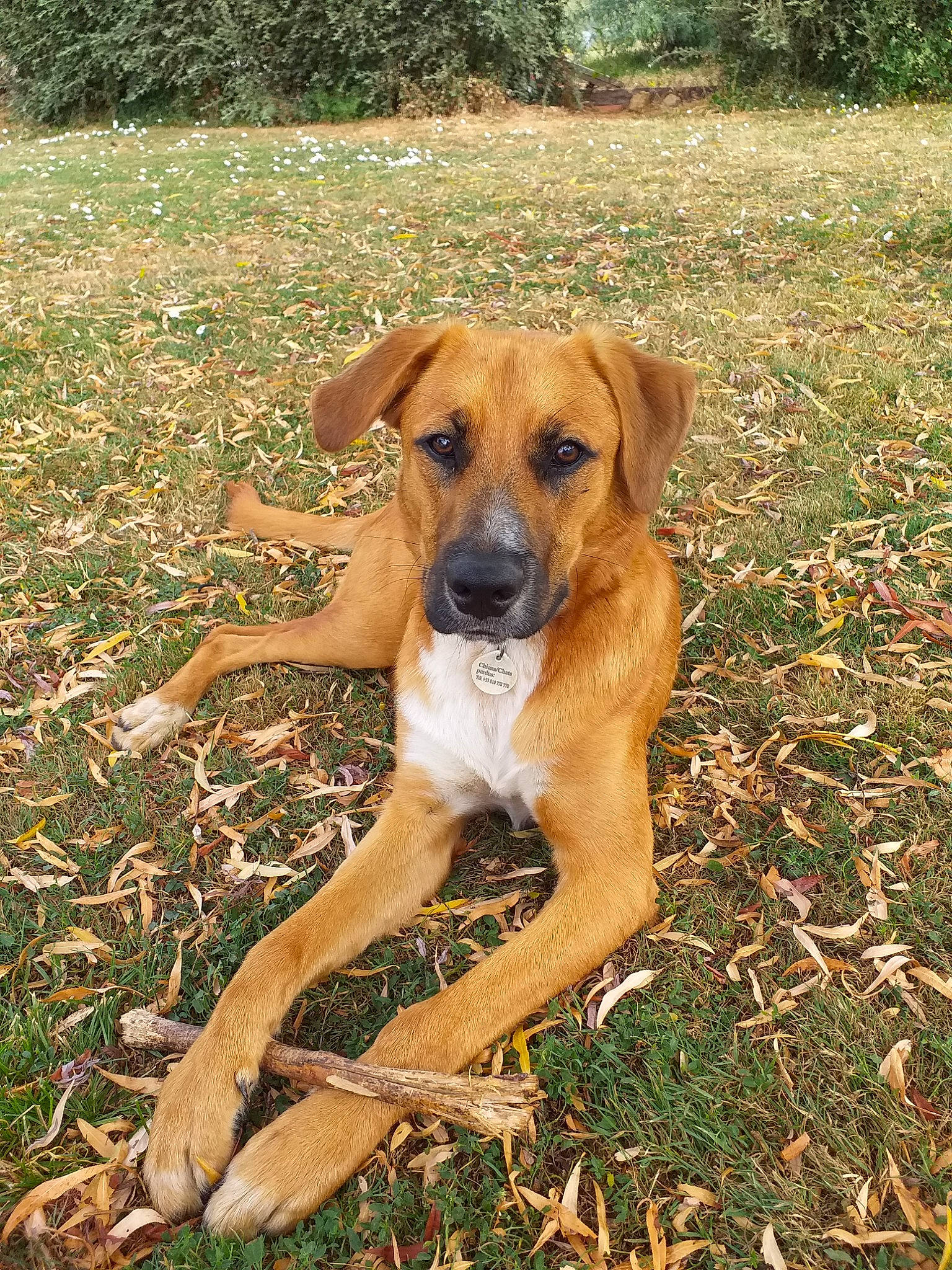 Orly a rejoint le concours — aidez-le/la à gagner de superbes lots ! africanis, black_mouth_cur, canidae, carnivore, dog, dog_breed, fawn, hound, mammal, mountain_cur, rare_breed_dog, rhodesian_ridgeback, snout, sporting_group, tosa, vertebrate