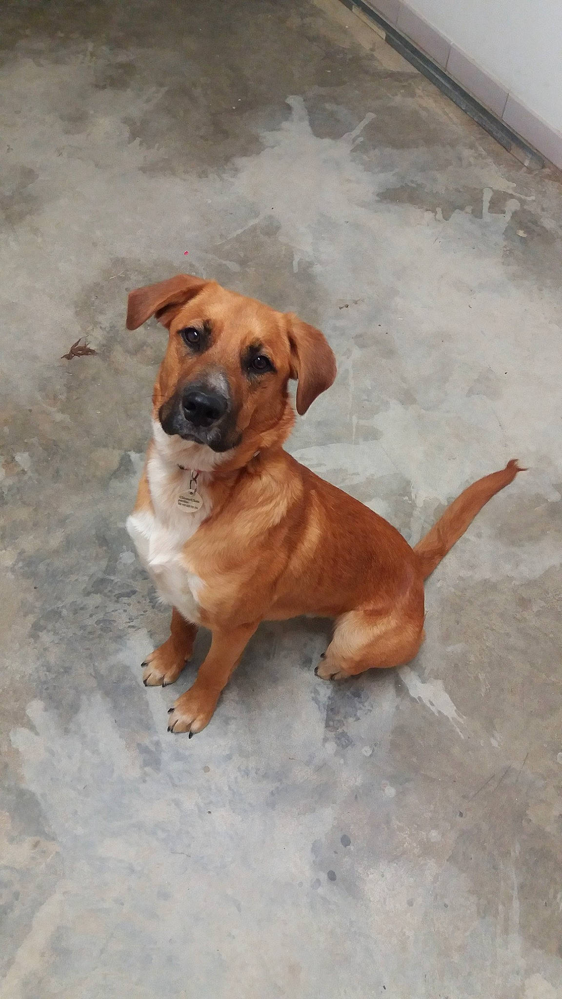 Orly participe au concours pour gagner de l'argent avec cette photo : black_mouth_cur, canidae, carnivore, companion_dog, dog, dog_breed, fawn, hound, mammal, potcake_dog, rare_breed_dog, rhodesian_ridgeback, snout, sporting_group, street_dog, vertebrate