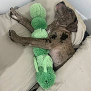 Star is registered to the contest to win money with this photo: dog, puppy, bed, blanket, plush_toy, green_toy, sleeping, resting, cozy, indoor, fur, paw, cute, pet, animal, comfort, relaxation, soft, cushion, domestic