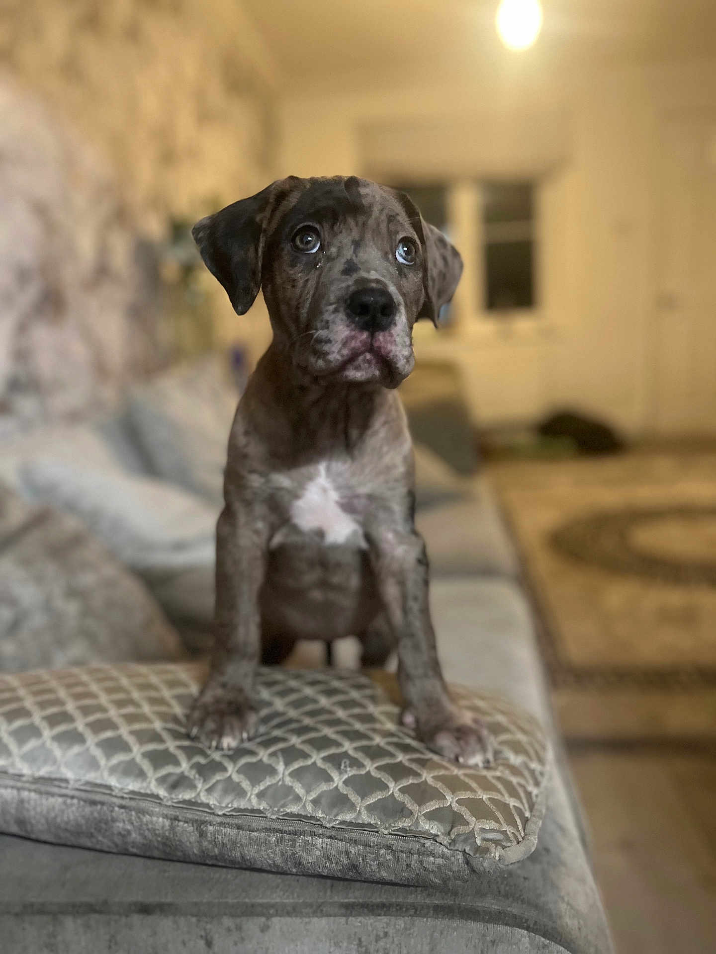 Star joined the competition — help win amazing prizes! puppy, dog, indoor, couch, cushion, blurred_background, cute, pet, animal, speckled_fur, white_chest, looking_up, living_room, furniture, domestic, young_dog, soft_lighting, home, calm, curious