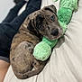 Star joined the competition — help win amazing prizes! puppy, dog, brindle, couch, plush_toy, green_toy, pet, cute, indoor, relaxed, animal, fur, playful, young_dog, companion, laying_down, looking_up, home, soft_toy, domestic_animal