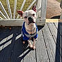 Benji is registered to the contest to win money with this photo: dog, pet, porch, wooden_deck, railing, sunlight, shadow, sitting, collar, chain, blue_shirt, outdoors, grass, leaves, close_up, ears, expression, cute, domestic_animal, portrait
