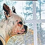 dog, bulldog, pet, collar, chain, window, looking_out, profile, ear, muzzle, white_fur, black_fur, indoor, portrait, side_view, trees, glass, grainy, pixelated, curious