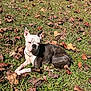 Benji joined the competition — help win amazing prizes! dog, boston_terrier, pet, grass, fallen_leaves, autumn, outdoor, sunlight, collar, brindle, lying_down, resting, animal, mammal, backyard, nature, short_hair, ears, portrait, cute