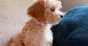 Ivory Ivy joined the competition — help win amazing prizes! puppy, dog, pet, fluffy, beige_couch, blue_cushion, indoor, side_view, sitting, calm, young_dog, collar, fur, cute, animal, domestic_animal, home, cozy, portrait, furniture