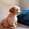 puppy, dog, pet, fluffy, beige_couch, blue_cushion, indoor, side_view, sitting, calm, young_dog, collar, fur, cute, animal, domestic_animal, home, cozy, portrait, furniture