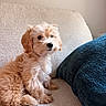 Ivory Ivy is registered to the contest to win money with this photo: puppy, dog, fluffy, beige, couch, indoor, pet, cute, small_dog, furry, relaxed, side_view, living_room, domestic_animal, companion, animal_portrait, cozy, blue_cushion, texture, young_dog