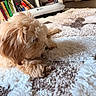 Ivory Ivy joined the competition — help win amazing prizes! dog, fluffy, light_brown, chewing, treat, rug, textured, indoor, bookshelf, books, robotic_vacuum, floor, carpet, pet, cozy, fur, animal, small_dog, lying_down, close_up