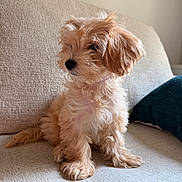 Ivory Ivy joined the competition — help win amazing prizes! puppy, dog, pet, cute, fluffy, curly_fur, beige, couch, indoor, cozy, animal, sitting, young, companion, fur, looking_away, home, soft_light, domestic_animal, relaxed