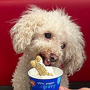 Cupcake joined the competition — help win amazing prizes! dog, white_dog, curly_fur, pet, treat, bone_biscuit, dairy_queen, cup, red_background, licking, close_up, food, snack, hand, cute, fluffy, animal, mouth, tongue, canine