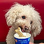 dog, white_dog, curly_fur, pet, treat, bone_biscuit, dairy_queen, cup, red_background, licking, close_up, food, snack, hand, cute, fluffy, animal, mouth, tongue, canine