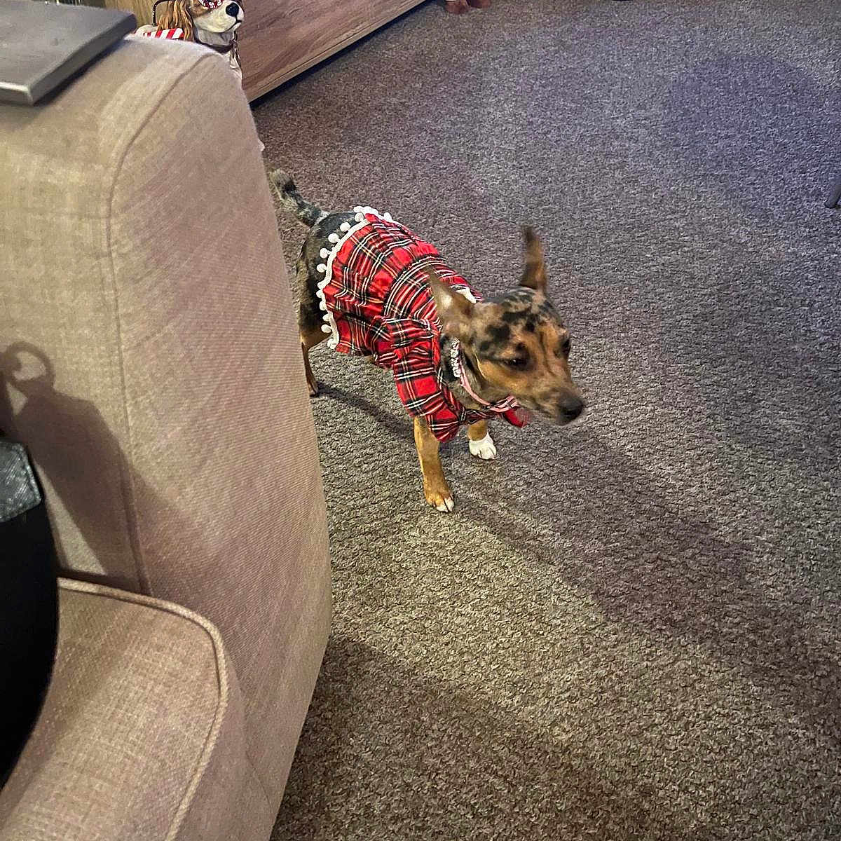 Blu E Maxton is registered to the contest to win money with this photo: blurred, carpet, christmas_decorations, cozy, decor, dog, festive, floor, furniture, ho_ho_ho_sign, holiday, indoor, living_room, pet_clothing, plaid_dress, plush_toys, reindeer_plush, santa_figure, small_dog, wooden_cabinet