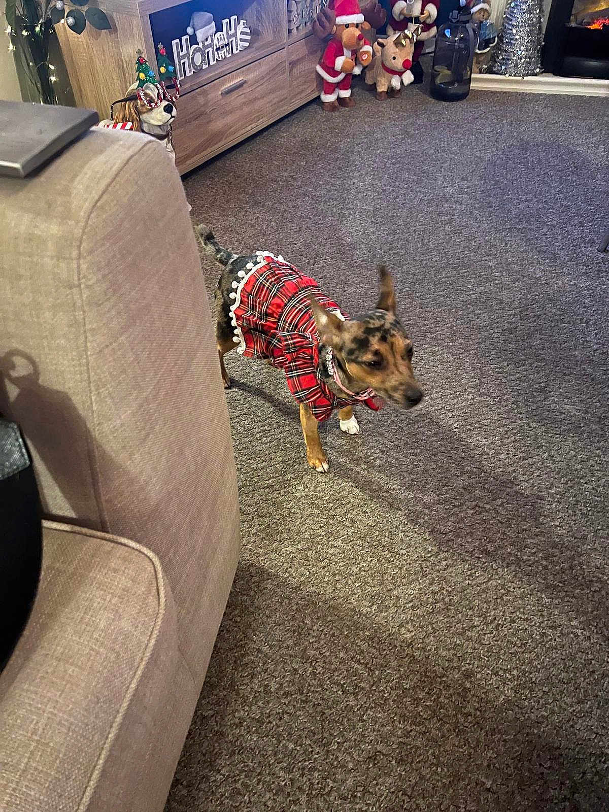 Blu E Maxton is registered to the contest to win money with this photo: dog, plaid_dress, carpet, christmas_decorations, santa_figure, reindeer_plush, wooden_cabinet, ho_ho_ho_sign, indoor, pet_clothing, festive, holiday, living_room, decor, small_dog, blurred, cozy, plush_toys, floor, furniture