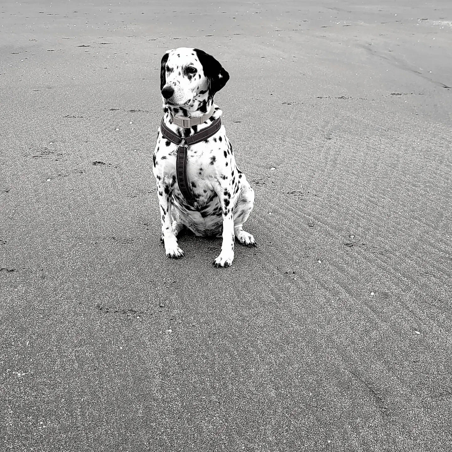 Haby participe au concours pour gagner de l'argent avec cette photo : asphalt, ball, black_and_white, carnivore, companion_dog, dalmatian, dog, dog_breed, dog_supply, fawn, leash, monochrome, monochrome_photography, paw, road, road_surface, snout, soil, style, tail