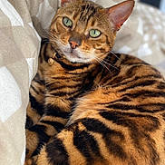 Hoshi a rejoint le concours — aidez-le/la à gagner de superbes lots ! bengal_cat, cat, pet, feline, green_eyes, striped_fur, close_up, indoor, blanket, beige, white, relaxed, resting, fur_pattern, whiskers, collar, cute, animal, domestic_cat, portrait