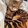 bengal_cat, cat, pet, feline, green_eyes, striped_fur, close_up, indoor, blanket, beige, white, relaxed, resting, fur_pattern, whiskers, collar, cute, animal, domestic_cat, portrait