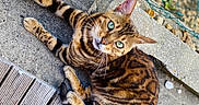 Hoshi participe au concours pour gagner de l'argent avec cette photo : cat, bengal_cat, animal, pet, feline, outdoor, concrete, wooden_deck, green_eyes, spotted_coat, striped_coat, curious, resting, nature, fence, rocks, sunlight, close_up, looking_up, domestic_animal