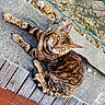 cat, bengal_cat, animal, pet, feline, outdoor, concrete, wooden_deck, green_eyes, spotted_coat, striped_coat, curious, resting, nature, fence, rocks, sunlight, close_up, looking_up, domestic_animal