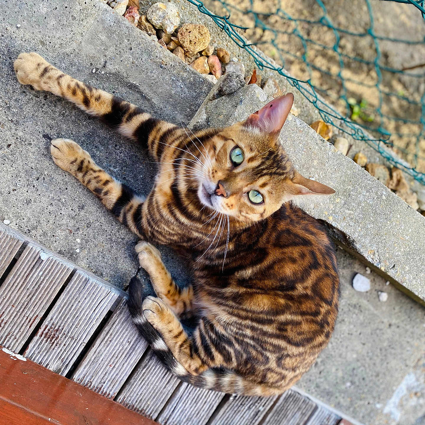 Hoshi participe au concours pour gagner de l'argent avec cette photo : cat, bengal_cat, animal, pet, feline, outdoor, concrete, wooden_deck, green_eyes, spotted_coat, striped_coat, curious, resting, nature, fence, rocks, sunlight, close_up, looking_up, domestic_animal