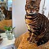 Hoshi participe au concours pour gagner de l'argent avec cette photo : cat, bengal_cat, green_eyes, striped_fur, pet, indoor, woven_surface, mirror_reflection, glass_vase, plant, furniture, closeup, portrait, sitting, whiskers, domestic_animal, cozy, home, feline, cute