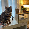 Hoshi a rejoint le concours — aidez-le/la à gagner de superbes lots ! cat, striped_cat, pet, indoor, desk, notebooks, plant, candle, glasses_holder, lamp, curtains, chess_poster, window, tripod, books, table, cozy, warm_light, feline, home_office