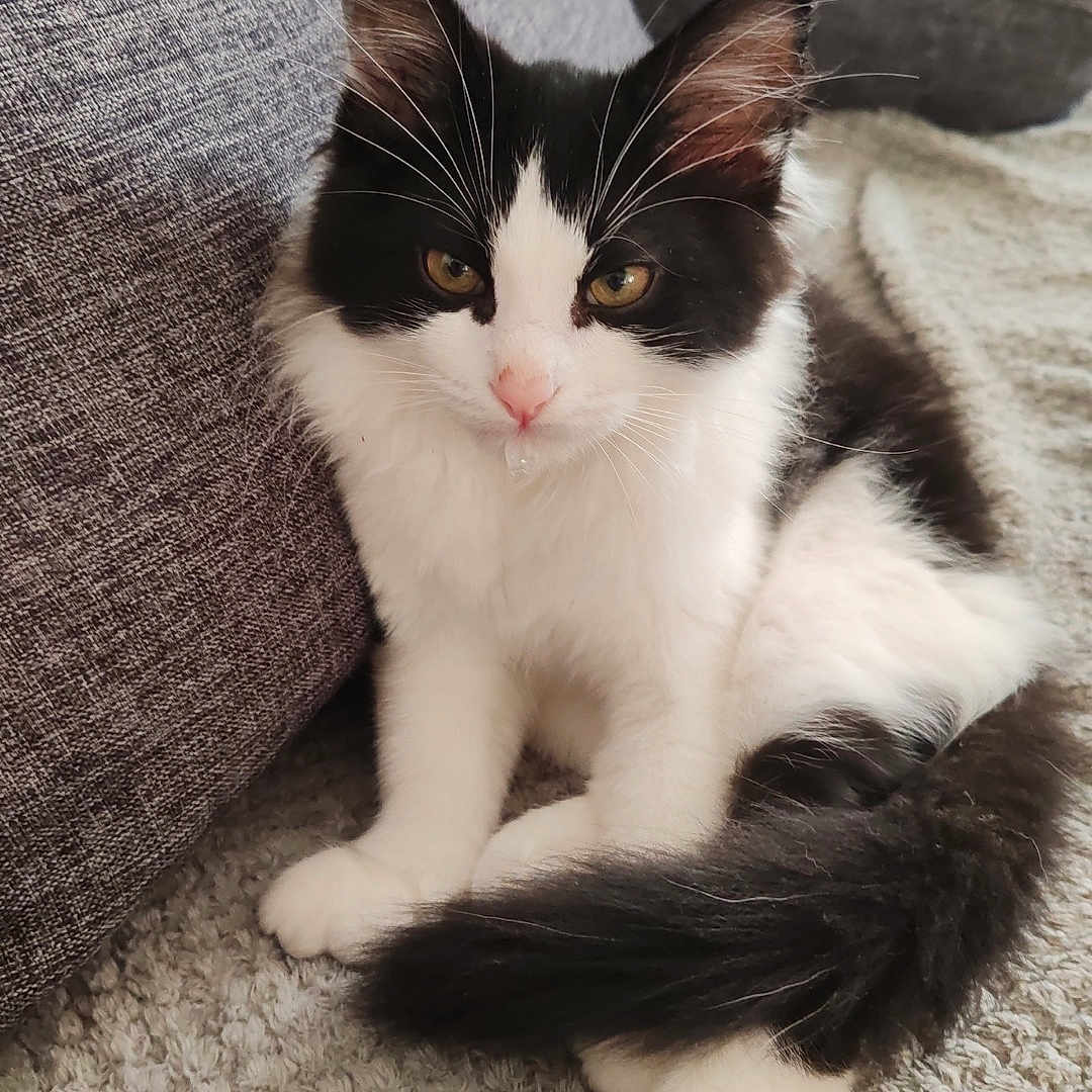Shadow a rejoint le concours — aidez-le/la à gagner de superbes lots ! animal, black_and_white, blanket, cat, closeup, couch, cozy, cute, domestic, feline, fluffy, fur, indoor, kitten, pet, relaxed, sitting, tail, whiskers, young