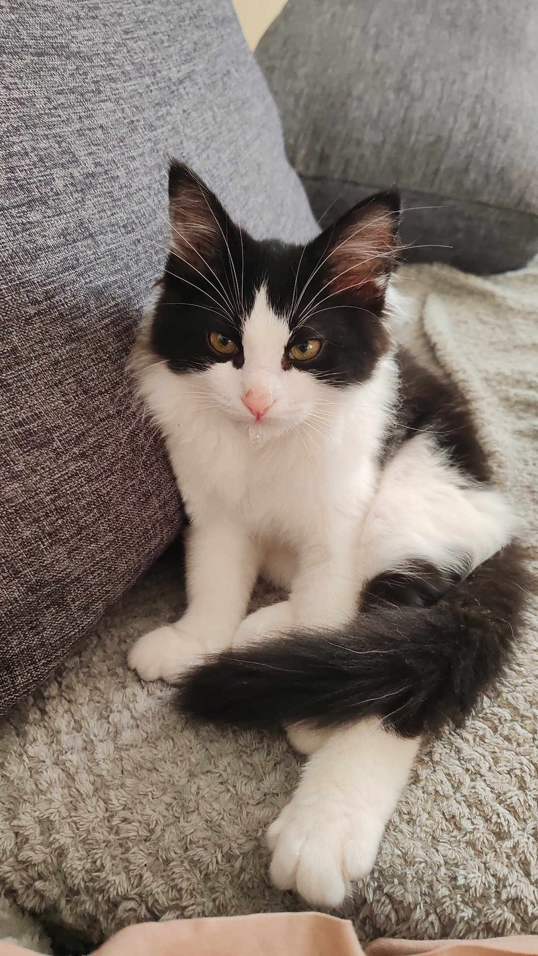Shadow a rejoint le concours — aidez-le/la à gagner de superbes lots ! kitten, cat, black_and_white, fluffy, pet, indoor, couch, blanket, fur, tail, whiskers, cute, relaxed, young, animal, domestic, closeup, sitting, feline, cozy
