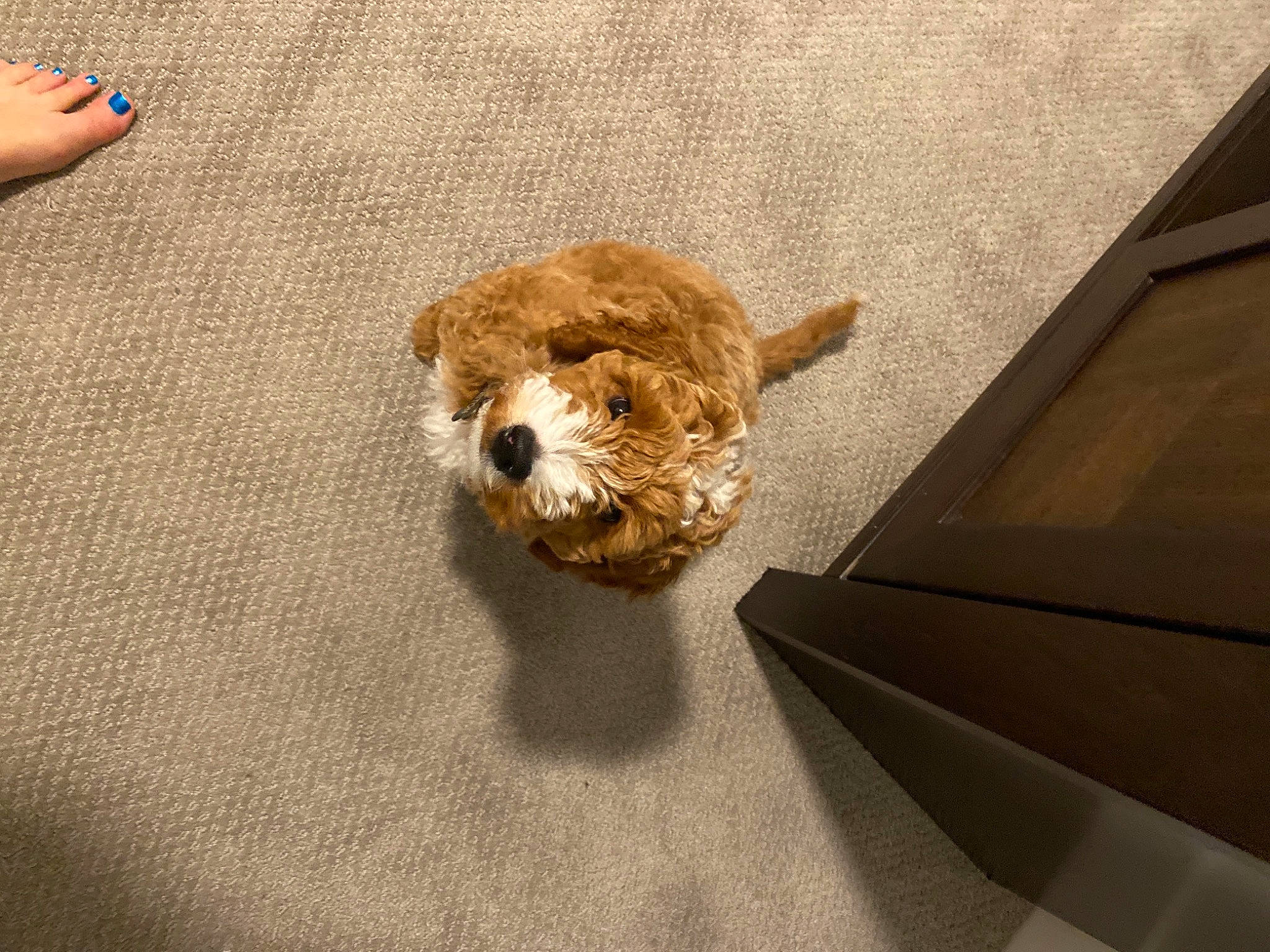 Winston Churchill is registered to the contest to win money with this photo: bear, brown_bear, carnivore, companion_dog, cosmetics, dog_breed, fawn, floor, flooring, foot, fur, nail, paw, stuffed_toy, tail, teddy_bear, terrestrial_animal, toy, whiskers, wood