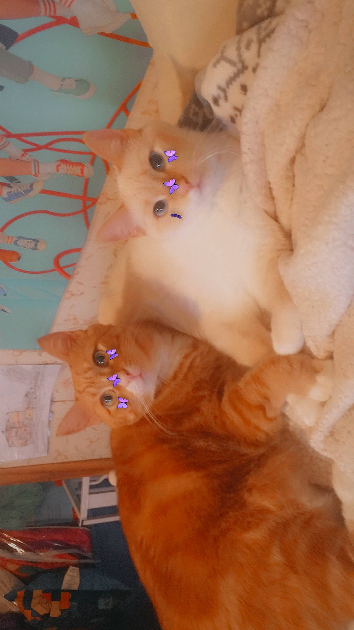 Cheerio joined the competition — help win amazing prizes! ear, eyebrow, eyelash, eyewear, fawn, felidae, finger, gesture, glasses, hair, hand, head, human_body, jaw, mouth, neck, small_to_medium_sized_cats, sunglasses, toy, whiskers