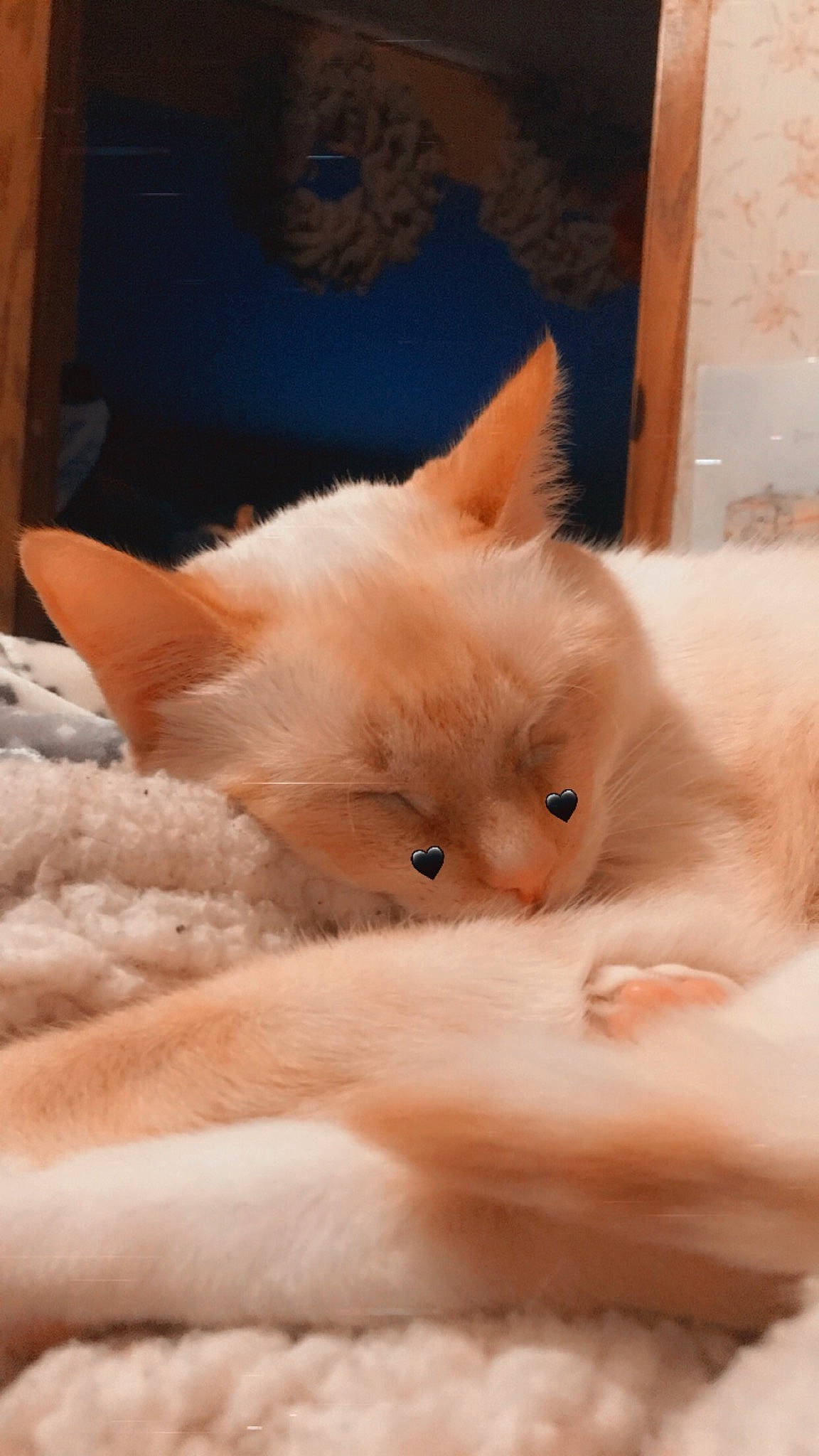 Cheerio is registered to the contest to win money with this photo: carnivore, cat, claw, comfort, fawn, felidae, fur, iris, paw, small_to_medium_sized_cats, snout, tail, whiskers