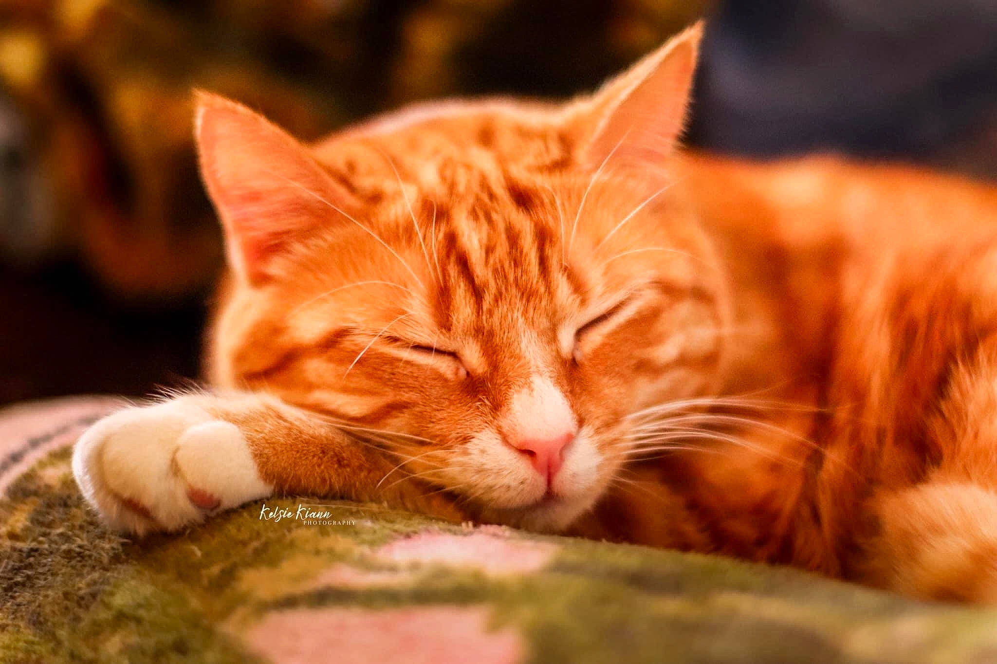 Honey Nut is registered to the contest to win money with this photo: carnivore, cat, cat_supply, claw, close_up, comfort, domestic_short_haired_cat, fawn, felidae, fur, grass, paw, small_to_medium_sized_cats, snout, tail, terrestrial_animal, tree, whiskers, wildlife, wood