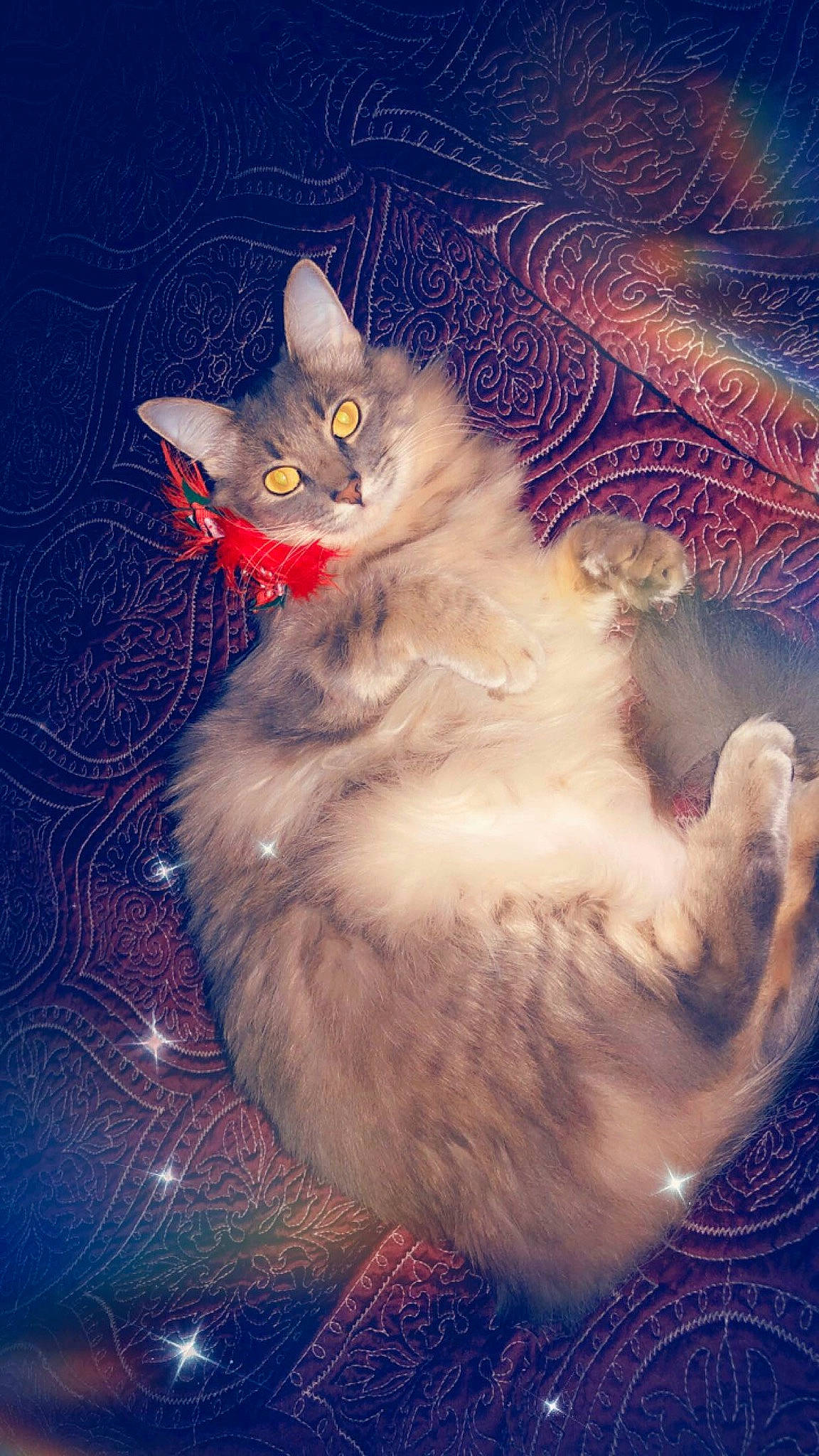 Gracie joined the competition — help win amazing prizes! aegean_cat, asian, carnivore, cat, domestic_long_haired_cat, felidae, fur, kitten, norwegian_forest_cat, ragamuffin, ragdoll, siberian, sky, small_to_medium_sized_cats, somali, tail, turkish_angora, turkish_van, whiskers