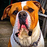 Apollo joined the competition — help win amazing prizes! dog, pet, animal, close_up, portrait, brown, white, chain_collar, outdoor, wood, fur, face, ears, snout, canine, domestic_animal, sitting, companion, friendly, watchful