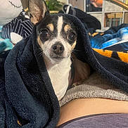 Elvira is registered to the contest to win money with this photo: dog, chihuahua, blanket, indoor, pet, cozy, ear, fur, curious, small_dog, bed, plush_toy, human_leg, fabric, comfort, resting, closeup, animal, cute, wrapped