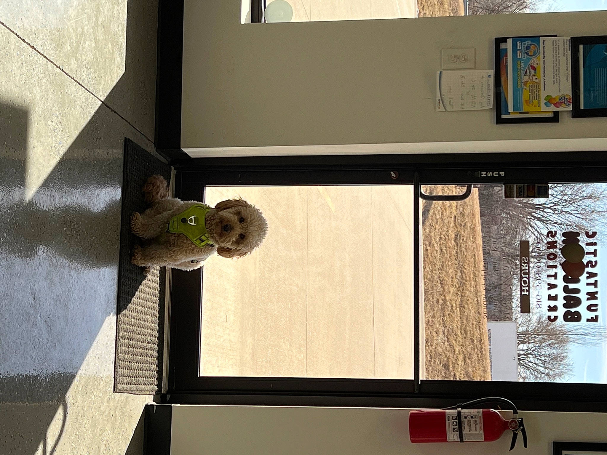 Benji joined the competition — help win amazing prizes! automotive_exterior, building, display_device, facade, flooring, font, glass, house, houseplant, machine, metal, plant, rectangle, room, shade, snapshot, tints_and_shades, wall, window, wood