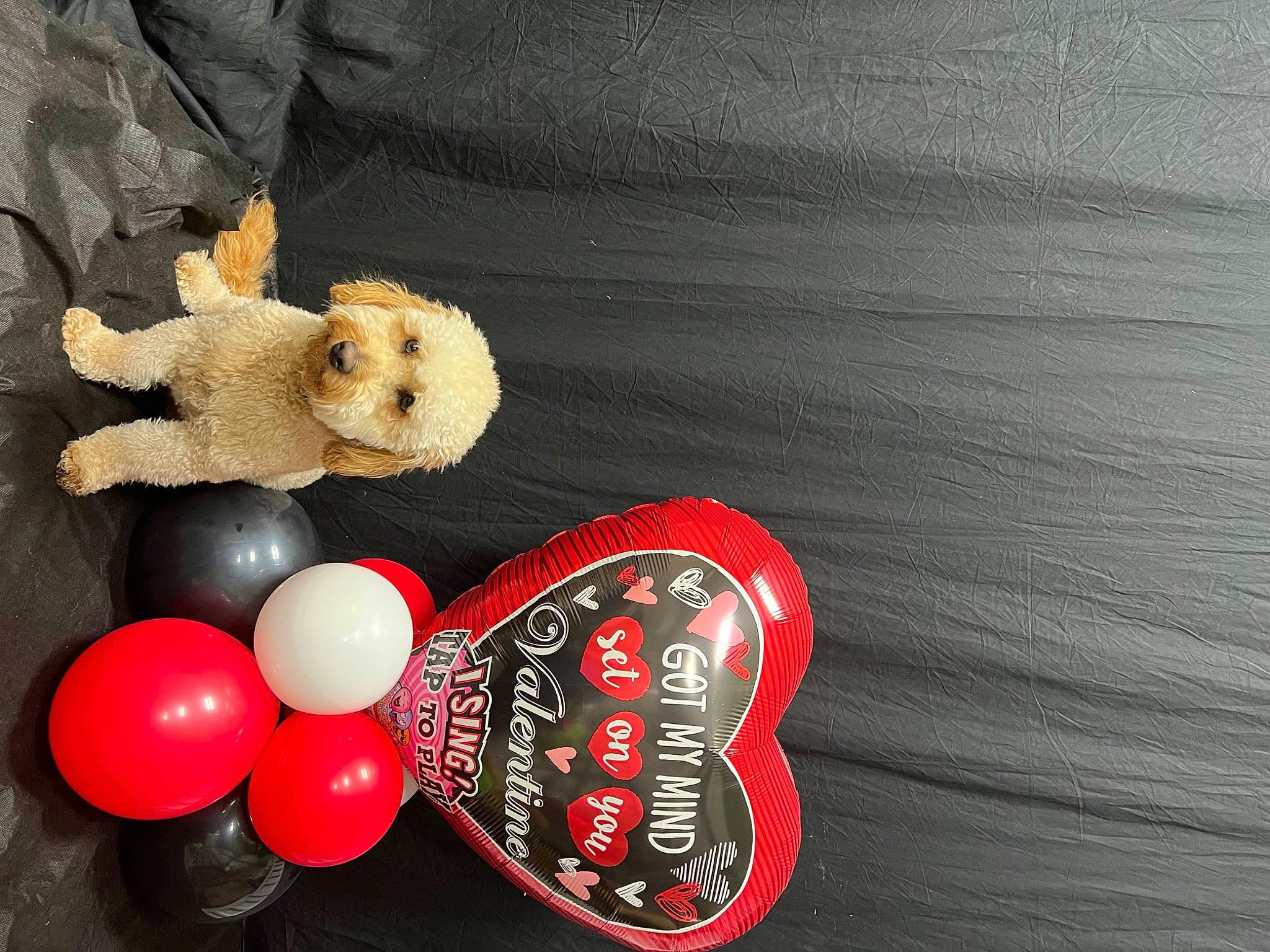 Benji is registered to the contest to win money with this photo: balloon, button, carmine, circle, event, fashion_accessory, font, fur, guitar_accessory, jewellery, metal, pattern, plush, skull, still_life, still_life_photography, stuffed_toy, teddy_bear, toy, wood