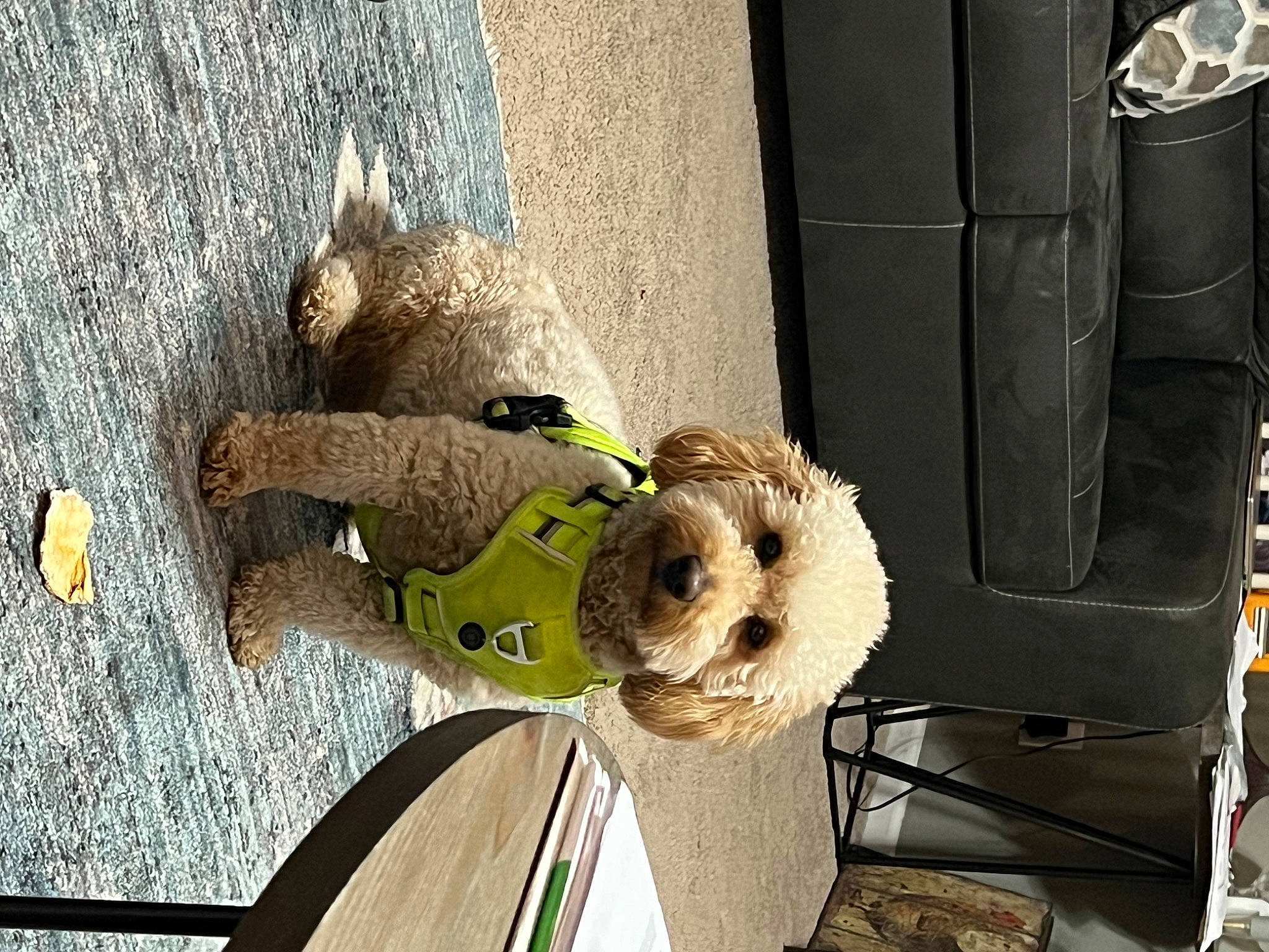 Benji is registered to the contest to win money with this photo: canidae, companion_dog, dog_breed, door, fawn, fur, plush, rope_rhythmic_gymnastics, snout, sporting_group, stuffed_toy, tennis_ball, toy, vehicle_door, wood, working_animal