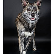 Alisa a rejoint le concours — aidez-le/la à gagner de superbes lots ! dog, canine, portrait, studio, standing, sitting, speckled_coat, brindle, pointed_ears, open_mouth, tongue, happy, alert, pet, animal, four_legs, white_chest, white_paws, dark_background, professional_photography
