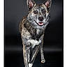 dog, canine, portrait, studio, standing, sitting, speckled_coat, brindle, pointed_ears, open_mouth, tongue, happy, alert, pet, animal, four_legs, white_chest, white_paws, dark_background, professional_photography