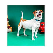 Efka participe au concours pour gagner de l'argent avec cette photo : dog, jack_russell_terrier, pet, animal, standing, smiling, open_mouth, studio, portrait, turquoise_background, red_toy, collar, white_fur, brown_patches, tail, four_legs, canine, playful, indoor, photography