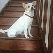 Mirko a rejoint le concours — aidez-le/la à gagner de superbes lots ! dog, small_dog, white_dog, tan_markings, chihuahua, pet, animal, staircase, wooden_stairs, indoors, home, sitting, collar, portrait, looking_at_camera, ears, tail, flooring, wood, companion_animal